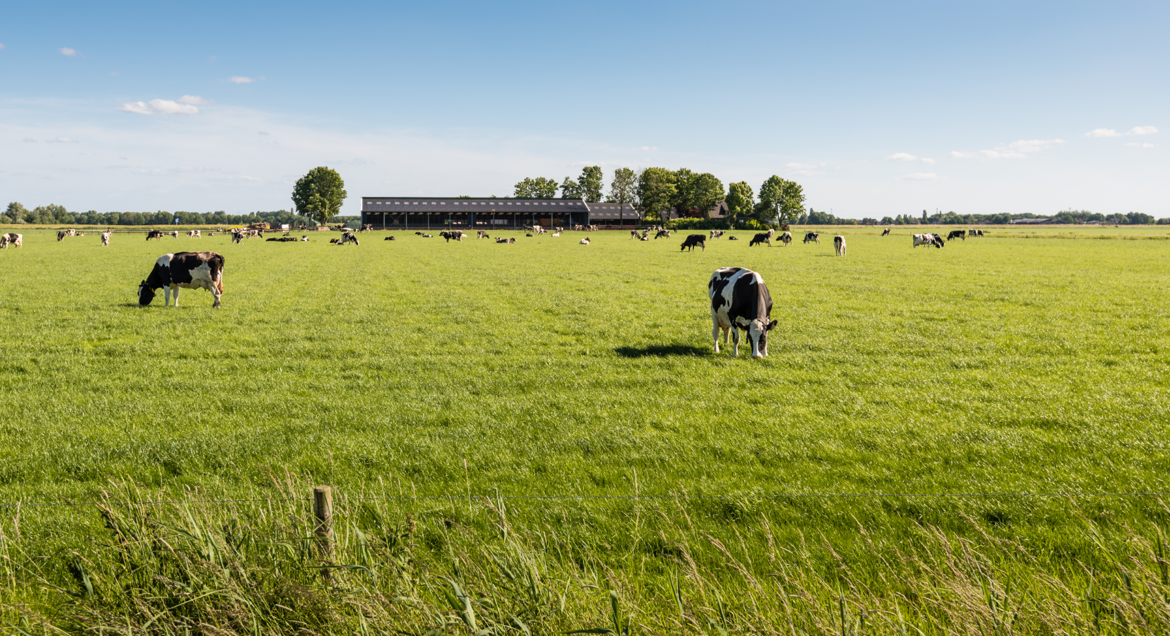 Voergroep Zuid